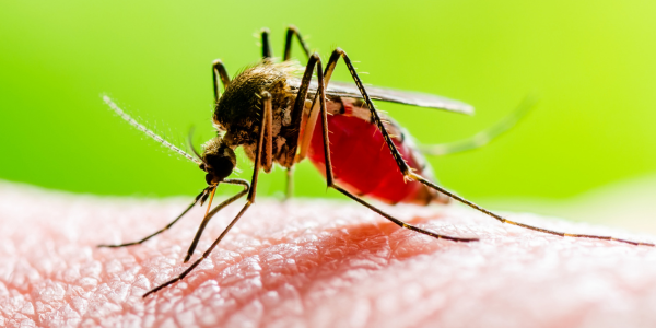 thailand impfungen dengue